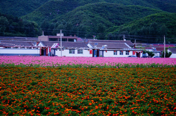 【北京】延庆四季花海,一个天然的大花园