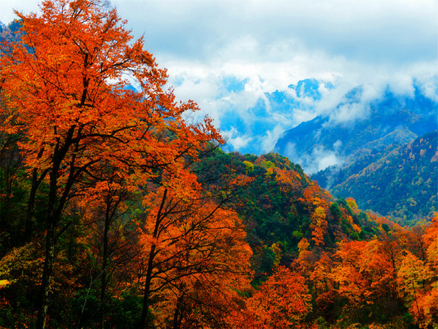  四川巴中光雾山-米仓山森林公园3日游>金秋红叶,游天然画廊,黑熊沟