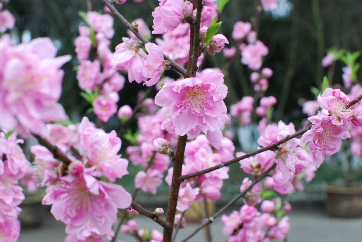 花开时节武汉植物园赏桃花游记