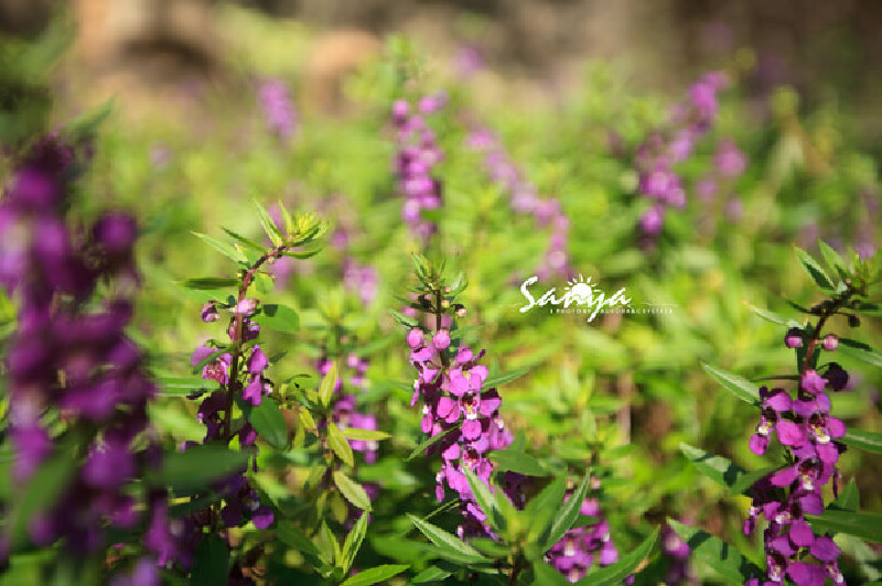 第二个夏天--带着闺蜜去旅行【三亚篇】