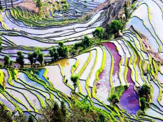跟团罗平油菜花旅游_罗平油菜花散客旅游_8月罗平油菜花旅游