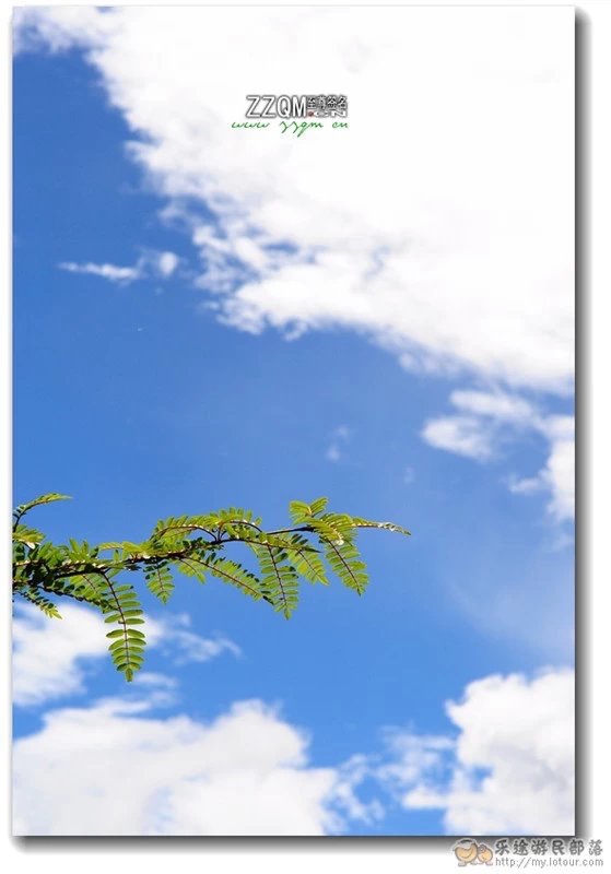 树梢的反光,空明的天空中没照着太阳,只有树叶的明暗和风的轻拂.