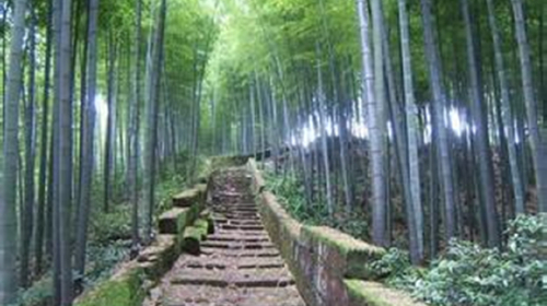 潮音洞,游览【南海观音】(6元/人香花券自理,于景区购买) 紫竹林 11