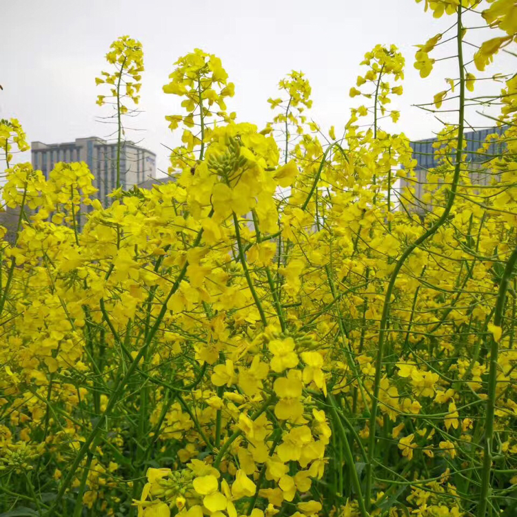 香港-澳门2日游 纯玩游0购物0自费,中餐海逸大