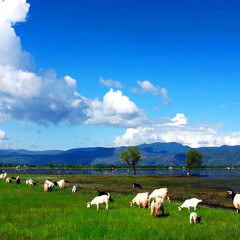 拉市海 景点模块