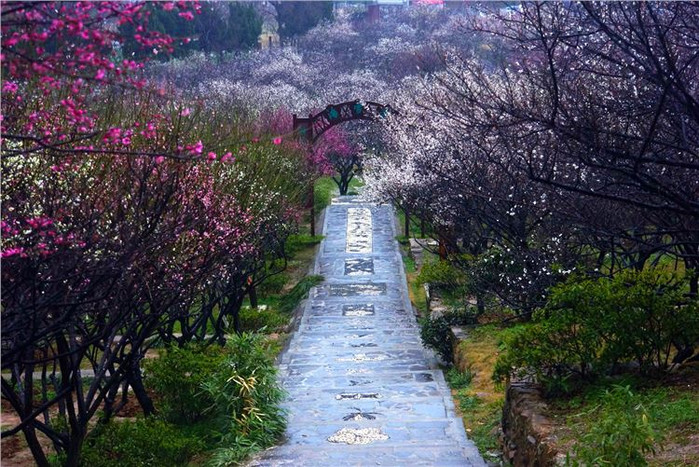 网友们乐此不疲的行走在香雪海景区,来来回回的