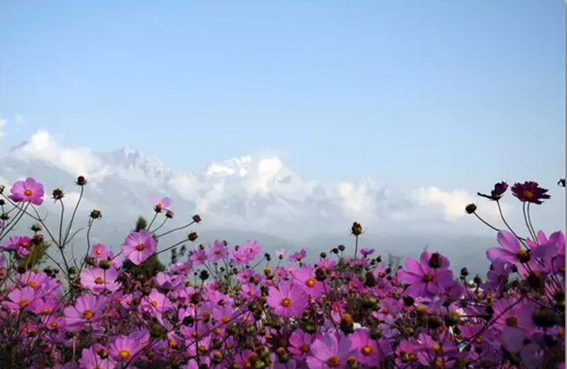 又见格桑花简谱_又见格桑花