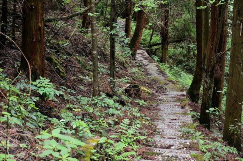 都说上山容易下山难,刚刚下过雨的山路小道是