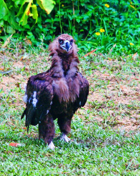 自然和谐,世界珍稀动物的天堂