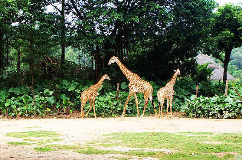 老虎假山猜成语_鱼池假山图片(3)