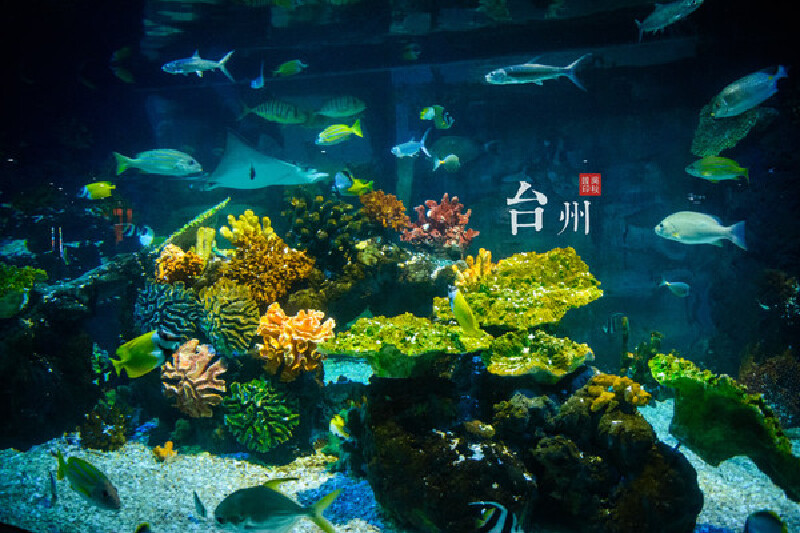 台州海洋世界—珊瑚礁生物馆浙江61台州海洋世界:浪漫水母.