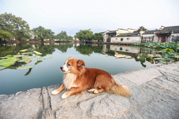 走在画里的乡村--安徽宏村