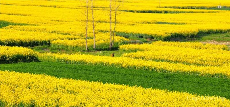 万亩油菜花海,一场春天的梦!