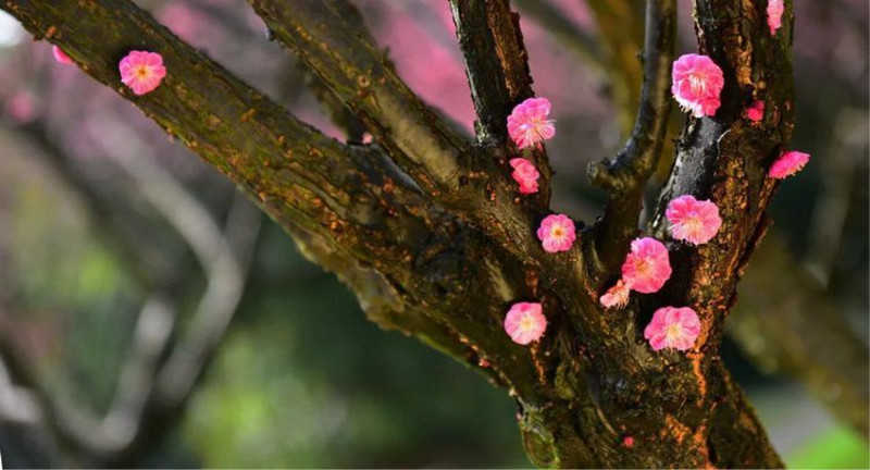 【湖南科大一日游—春寒料峭何处去,日暖科大看梅花.