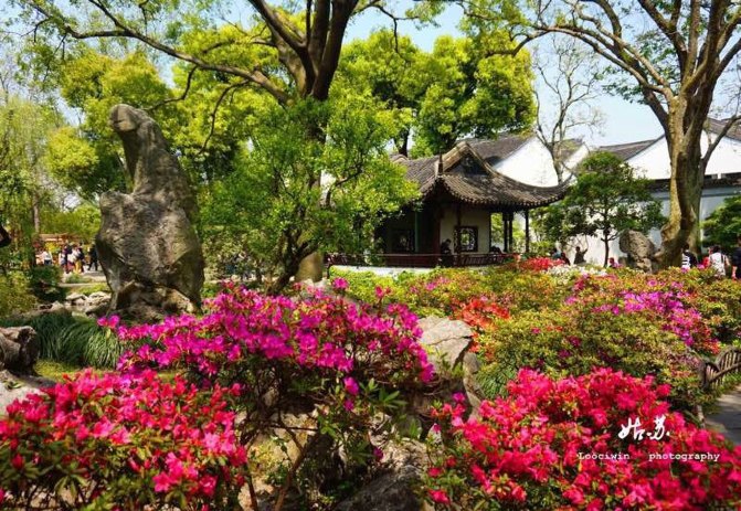美丽的鲜花点缀着苏州园林之首拙园,郁郁葱葱的树木,抬头可见的阳光