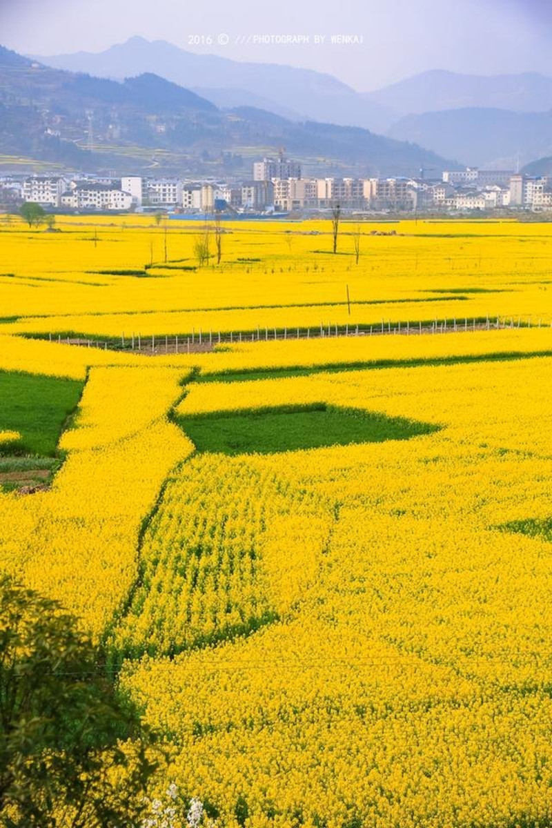 在油菜花盛开的羊木大坝里邂逅金色春天