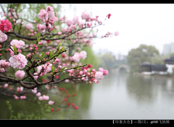 江苏太仓:锦绣江南金太仓(沙溪古镇,南园,金仓湖.