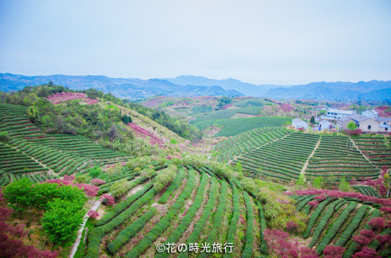 水之密语净澄之旅江山樱红茶青碧水踏春寻余姚