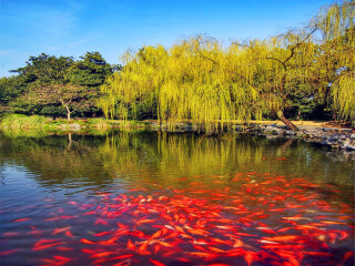 現(xiàn)在去杭州烏鎮(zhèn)旅游多少錢_8月杭州烏鎮(zhèn)旅游_去杭州烏鎮(zhèn)旅游要多少錢