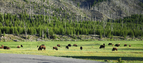 黄石公园1月天气怎么样_黄石公园穿衣指南_黄