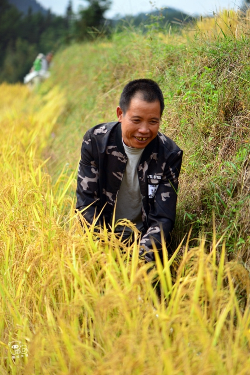 假日游踪那一片心中的金黄连山欧家梯田拾稻