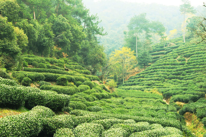 梅家坞是个茶文化古村落,亮点是大片大片的茶园,有十里梅坞之称