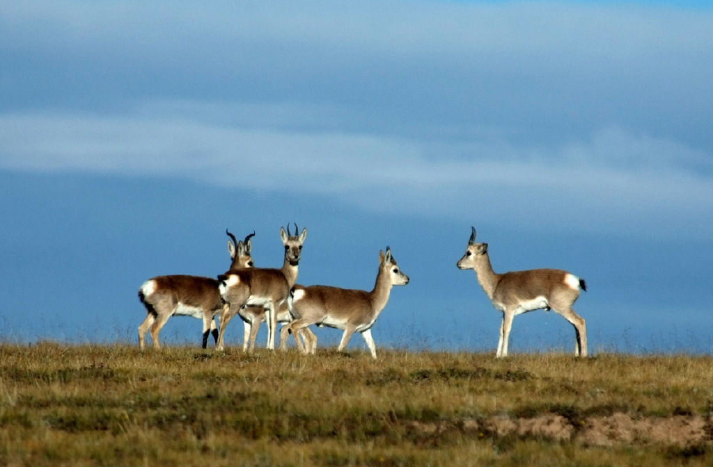 小马吃着草和太阳猜一成语_小马宝莉太阳公主图片