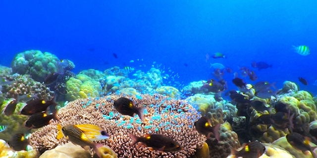 马尔代夫-迪拜9-10日自助游 自选,双国免签,3晚