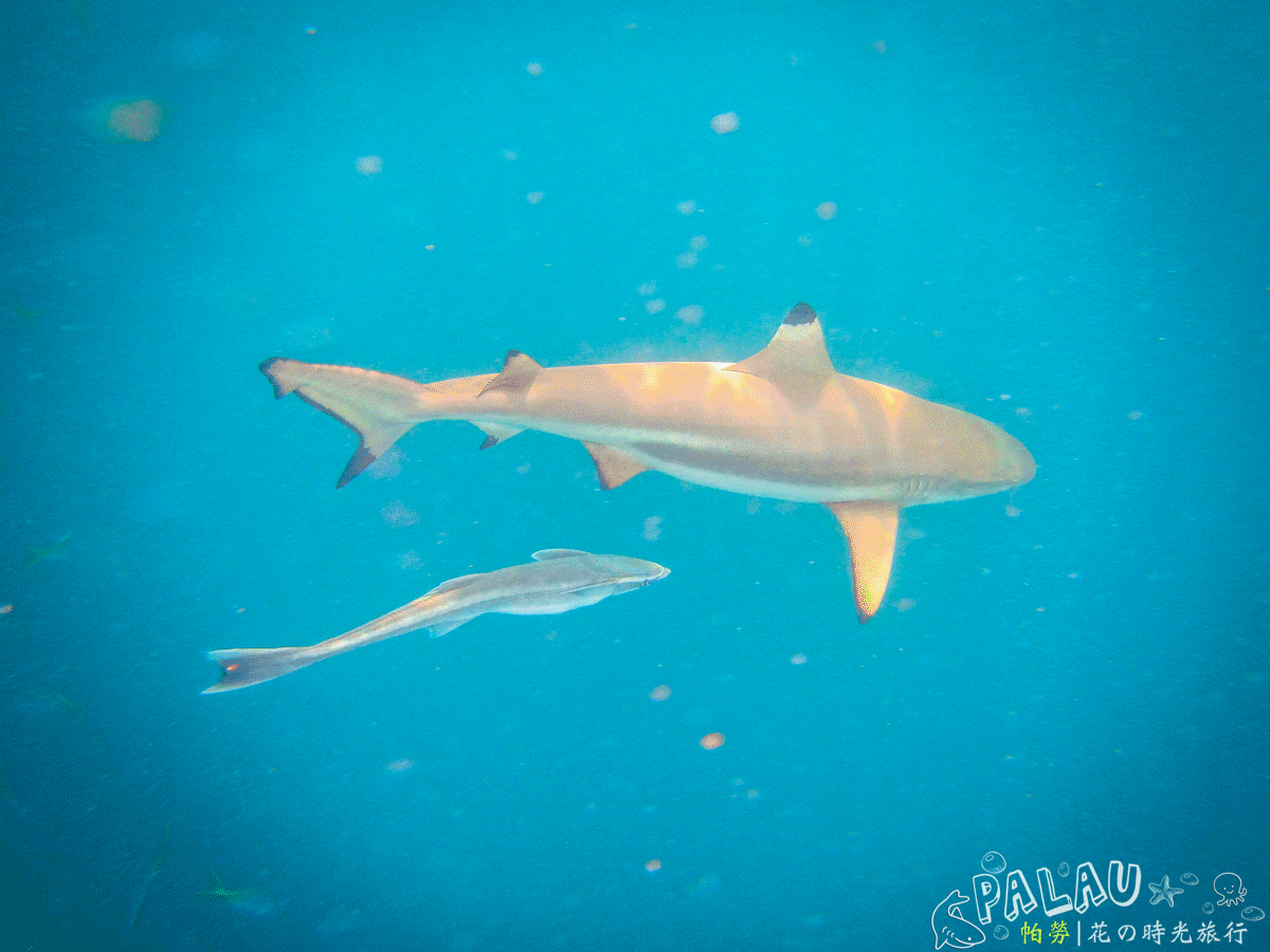 鲨鱼城shark city,位于纳美尔斯岛的一处海底沙丘,平常无人喂食鱼群