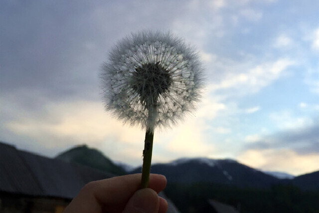 我手里的蒲公英,天空下的蒲公英.