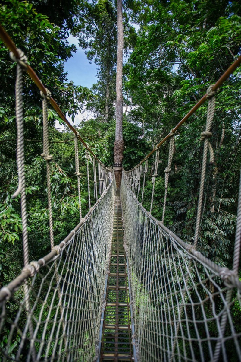 望天树景区树冠走廊      