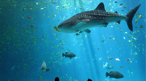 壁纸 动物 海底 海底世界 海洋馆 水族馆 鱼 鱼类 桌面 500_280