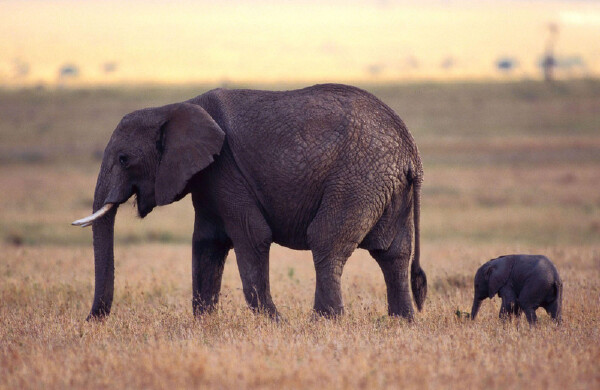 纳米比亚旅游带什么特产_纳米比亚特色伴手礼