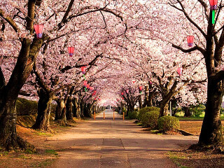 日本10日游旅行团_旅行线路日本_日本5天跟团旅游