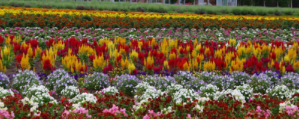 日本北海道旅游带什么特产_日本北海道特色伴