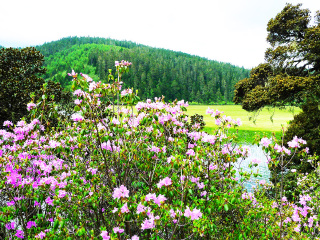 云南旅游参团_深圳去云南旅游团_去云南旅游团