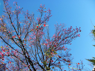 香格里拉旅游参团_香格里拉国际旅行_去香格里拉6日旅游