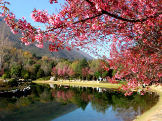 云南香格里拉旅游團(tuán)報(bào)價(jià)2021_云南香格里拉游花多少錢(qián)_云南香格里拉旅游團(tuán)報(bào)價(jià)自由行