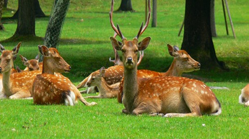 <日本东京-大阪-奈良-京都6日游