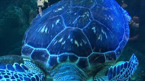 深海巨灵大海龟 www.tuniu.com