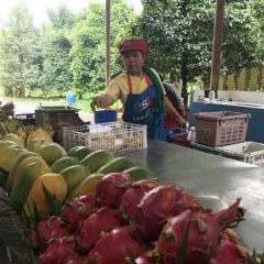 苏帕他水果园