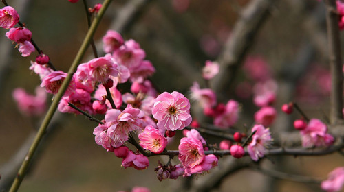  余杭超山赏梅-草莓采摘1日游>门票全含,赏十里香雪海,草莓入园费已含