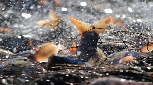 鱼跃在冬季 www.tuniu.com