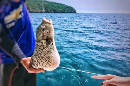 <泰国-普吉岛6或7日游>直飞，0自费，全程3晚卡塔诺富特，2晚索菲特，大小PP岛，双体帆船巡游神木岛海域，寻海豚浮潜海钓，DIY，出海跟拍