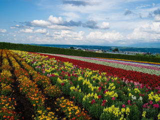 豪华北海道游_北海道游旅游团_北海道高端旅行