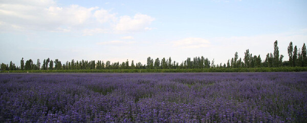七月去新疆穿衣指南_七月去新疆穿什么衣服_