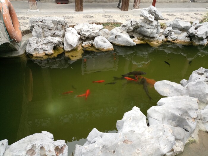 鲤鱼池