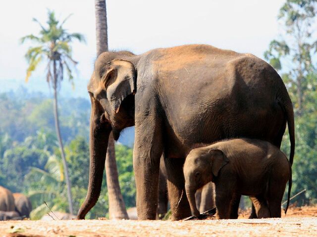 一个人拉着大象和犀牛的尾巴猜成语