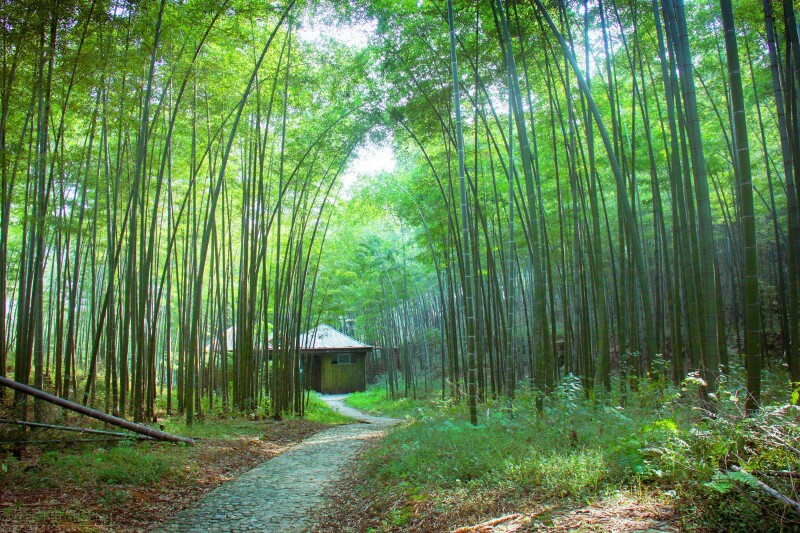 潜山国家森林公园竹林深处静悠悠,在这里拍一套森系的照片,再适合不过