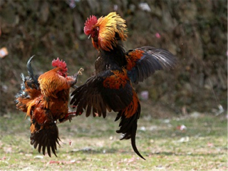 貴州游花多少錢(qián)_貴州旅游花多少錢(qián)_貴州2人旅游需要多少錢(qián)